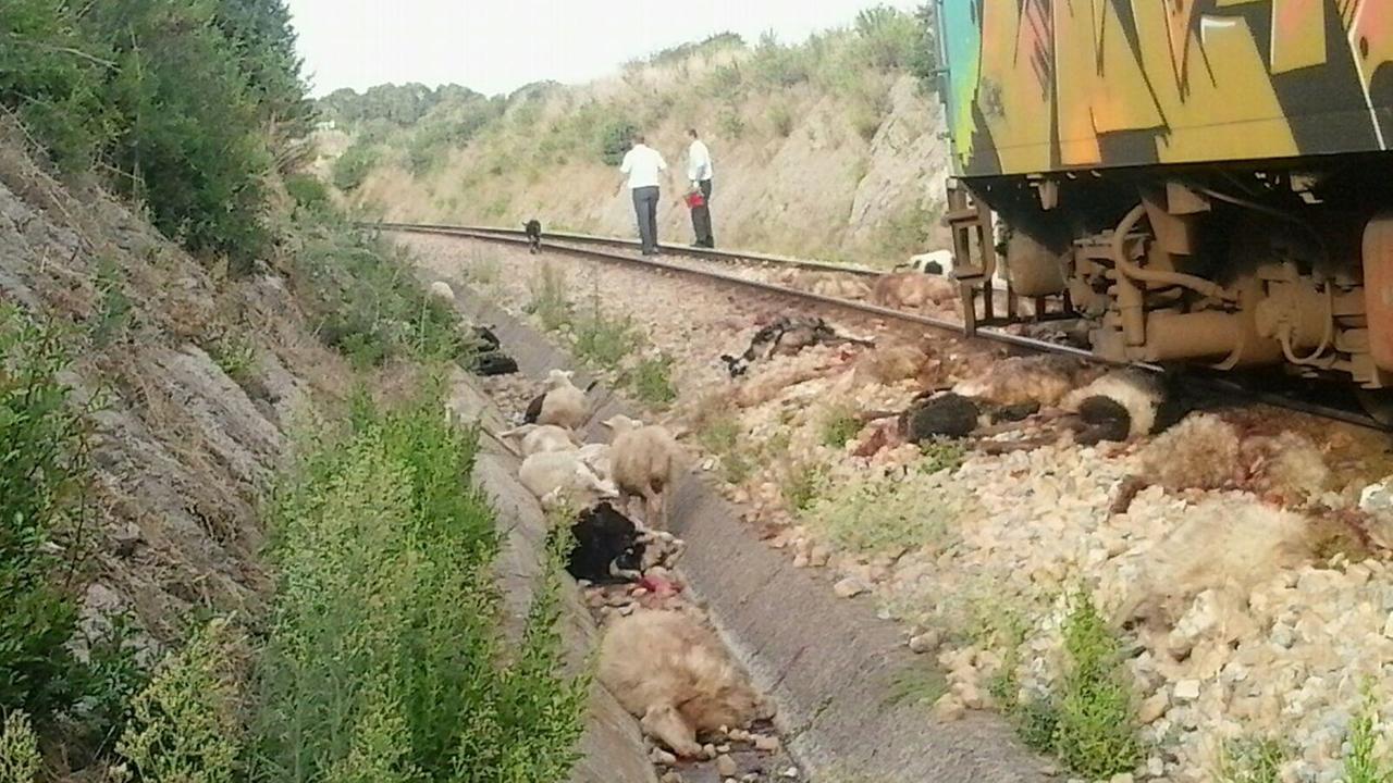Pecore investite dal treno