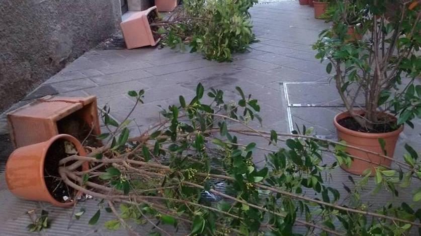 Vandali rovesciano i vasi in centro