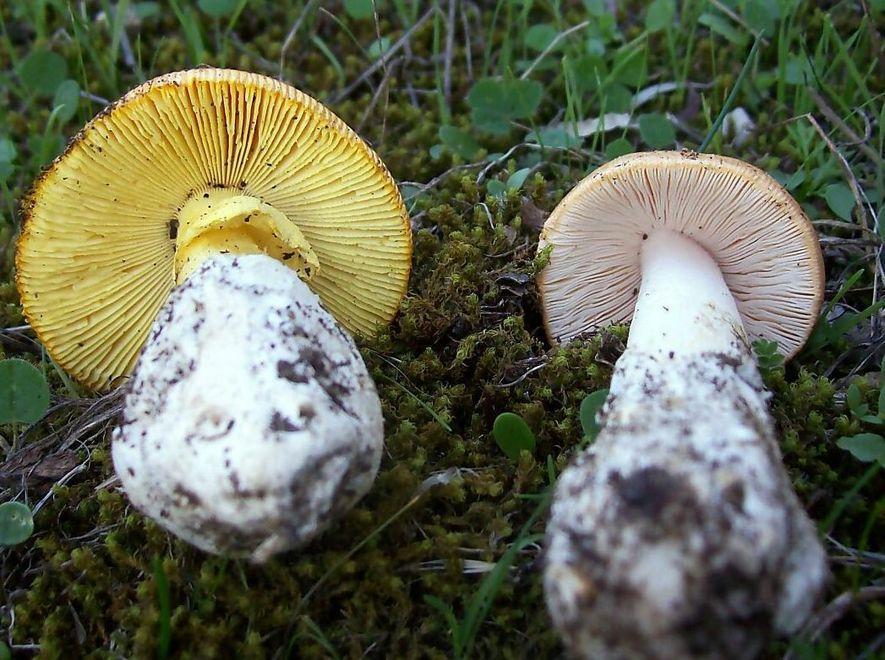 Funghi tossici, altri tre ricoveri 