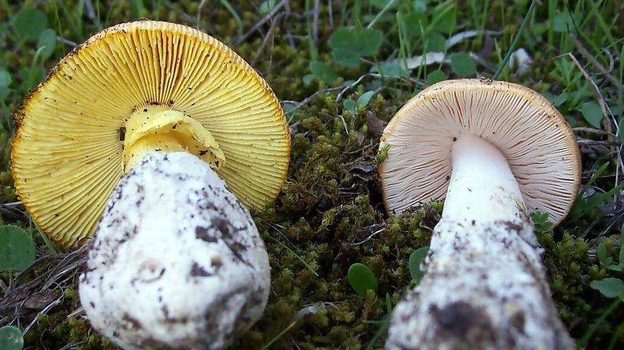 Funghi tossici, altri tre ricoveri