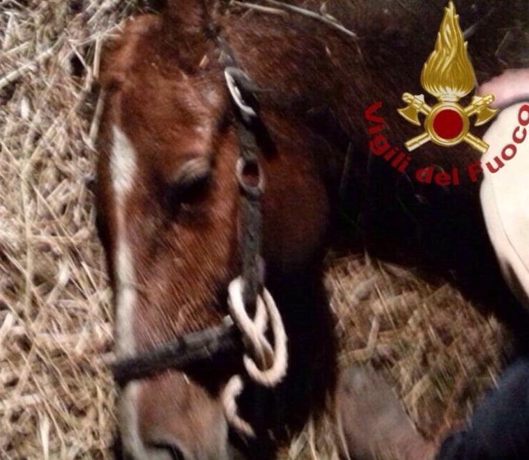 Morta d’infarto per lo choc la cavalla salvata nel fosso 