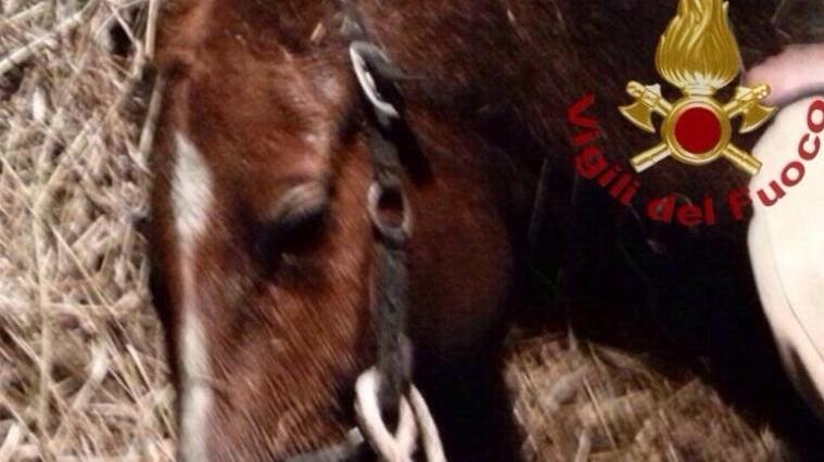 Morta d’infarto per lo choc la cavalla salvata nel fosso