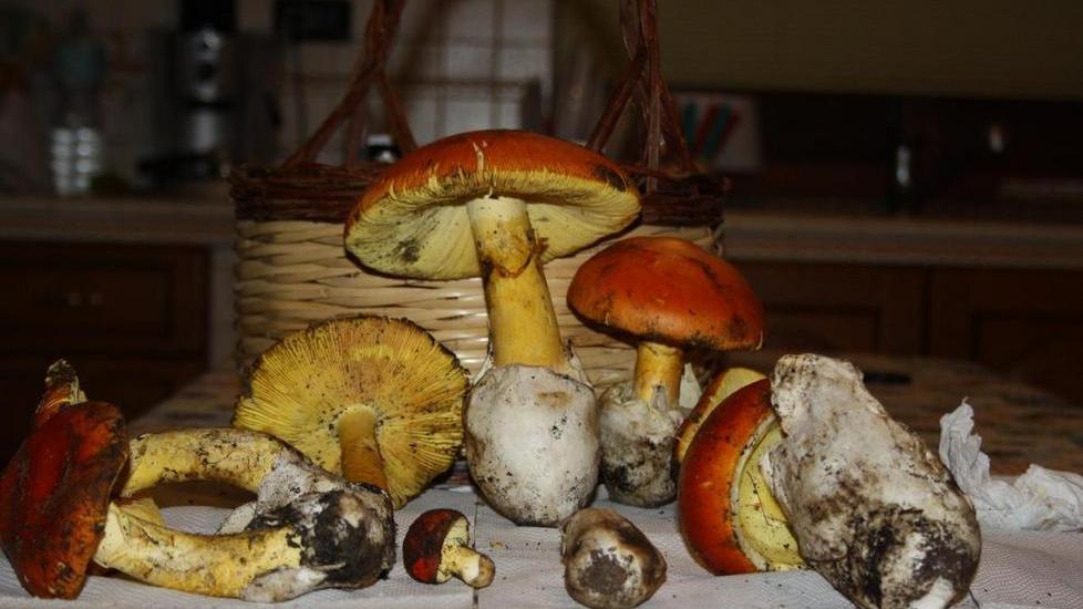 Funghi, a lezione con i micologi