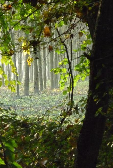 Bambini, raccontate con un clic il bosco di Porporana 