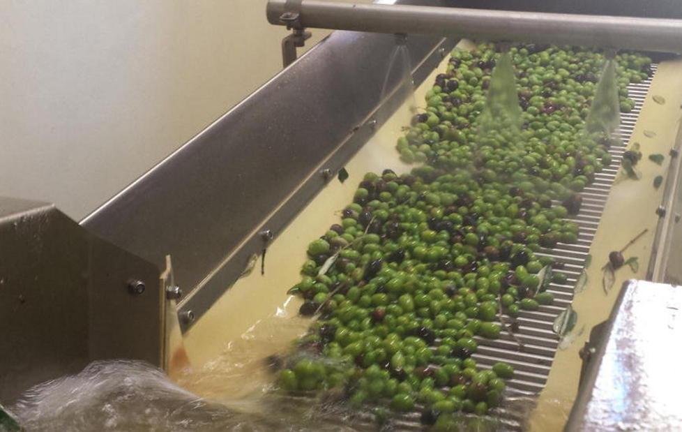«L’olio è super, ma compratelo qui» 