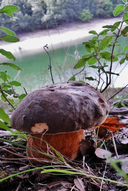 Mostra di funghi con le scuole e gli esperti