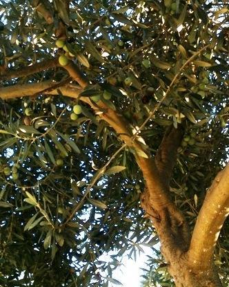 Per l’olio nuovo produzione di qualità