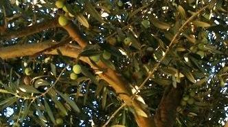 Per l’olio nuovo produzione di qualità