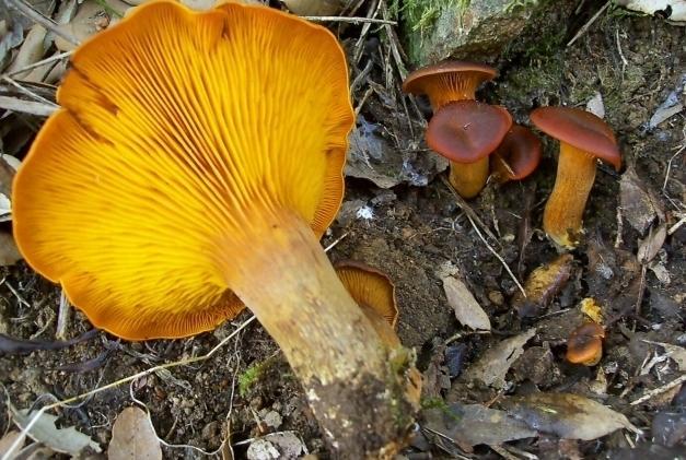 Funghi velenosi, c’è un’altra intossicata