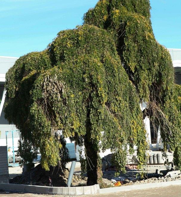 E’ salva la sophora di Villa Cella 