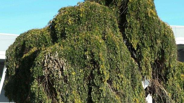 E’ salva la sophora di Villa Cella