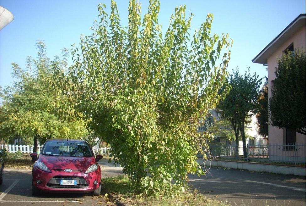 Al via manutenzione e taglio degli alberi per evitare pericoli