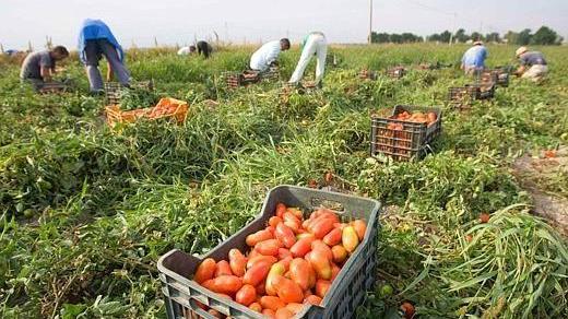 La raccolta dei pomodori (foto d'archivio)