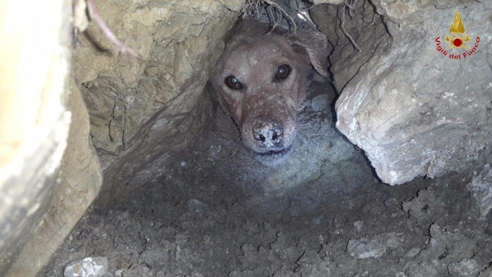 Cane resta intrappolato tre giorni nella tana di una volpe