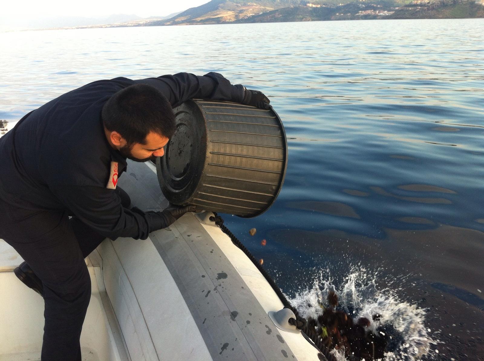 Un uomo della guardia costiera di Porto Torres ributta in mare ricci sequestrati a Lu Bagnu
