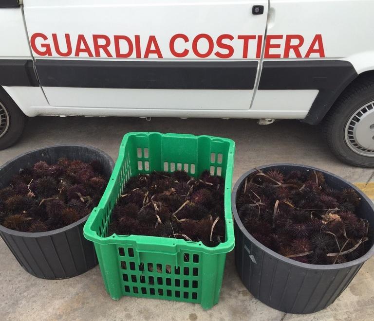 Maxisequestro di ricci sulla spiaggia di Lu Bagnu 