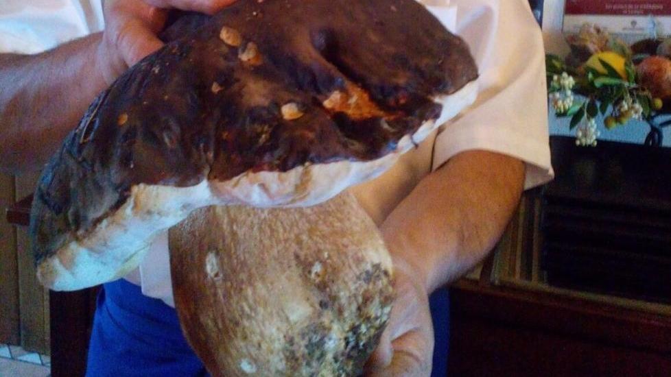 Un porcino gigante finisce al Portico