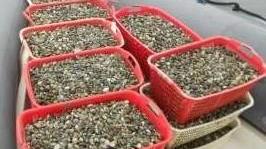 Sequestrati 500 chili di vongole