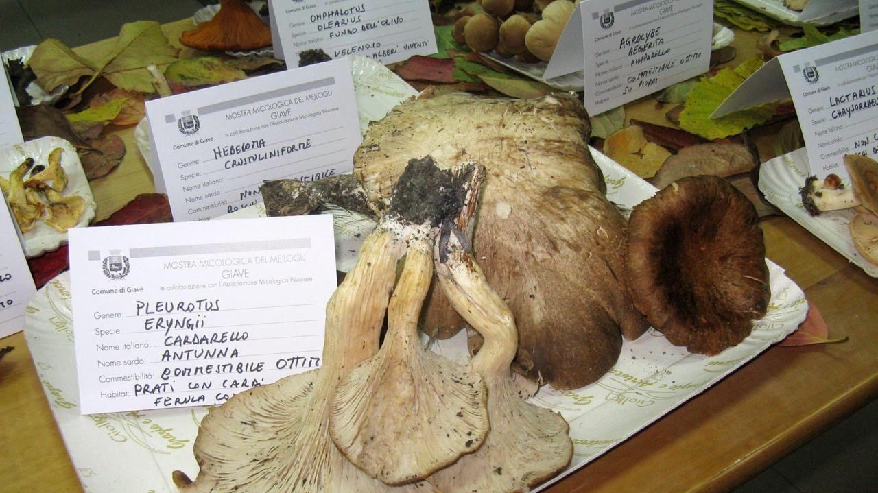 Una esposizione di funghi