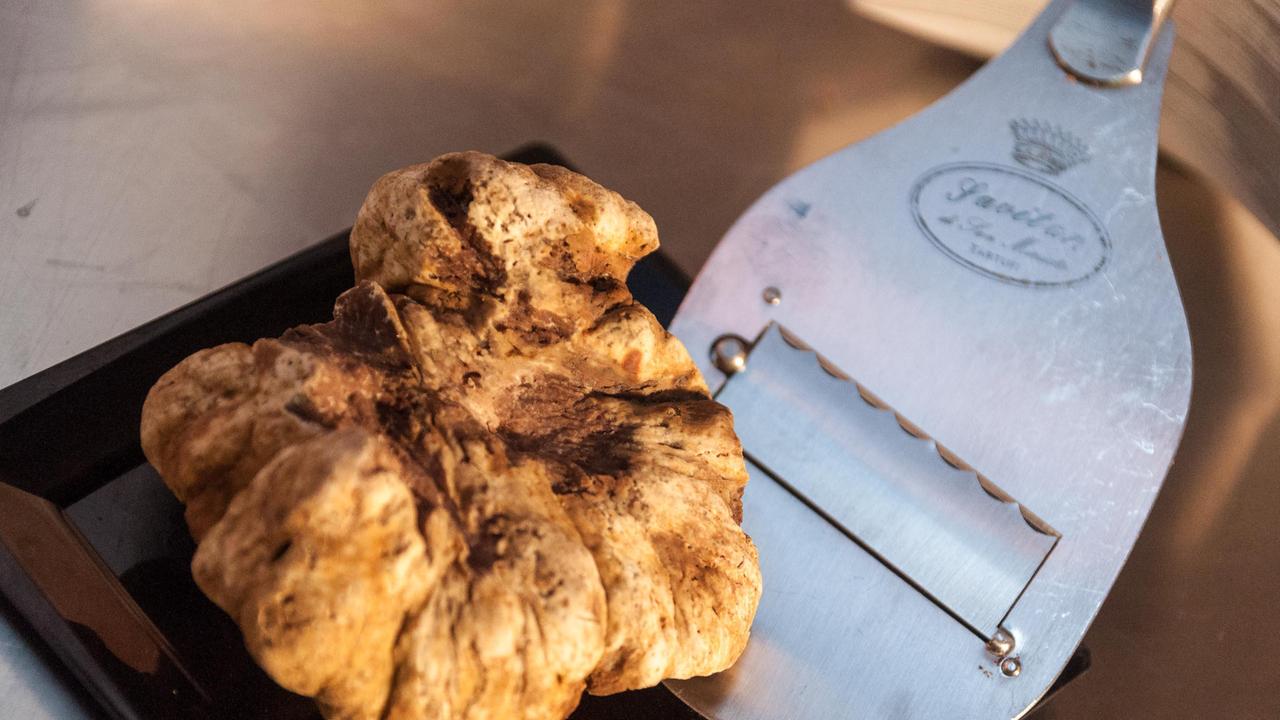 San Miniato regno del tartufo bianco