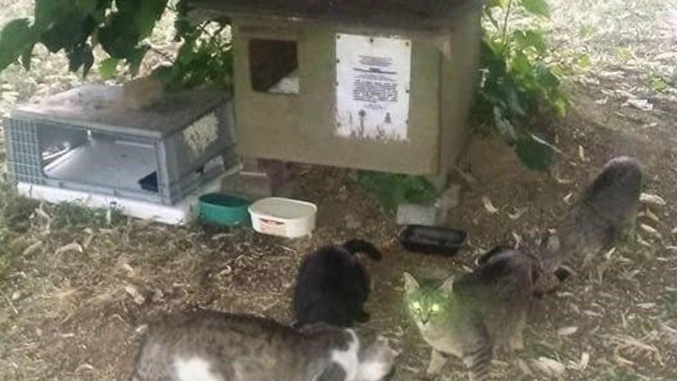 Sos bocconi avvelenati: trovati tre gatti morti