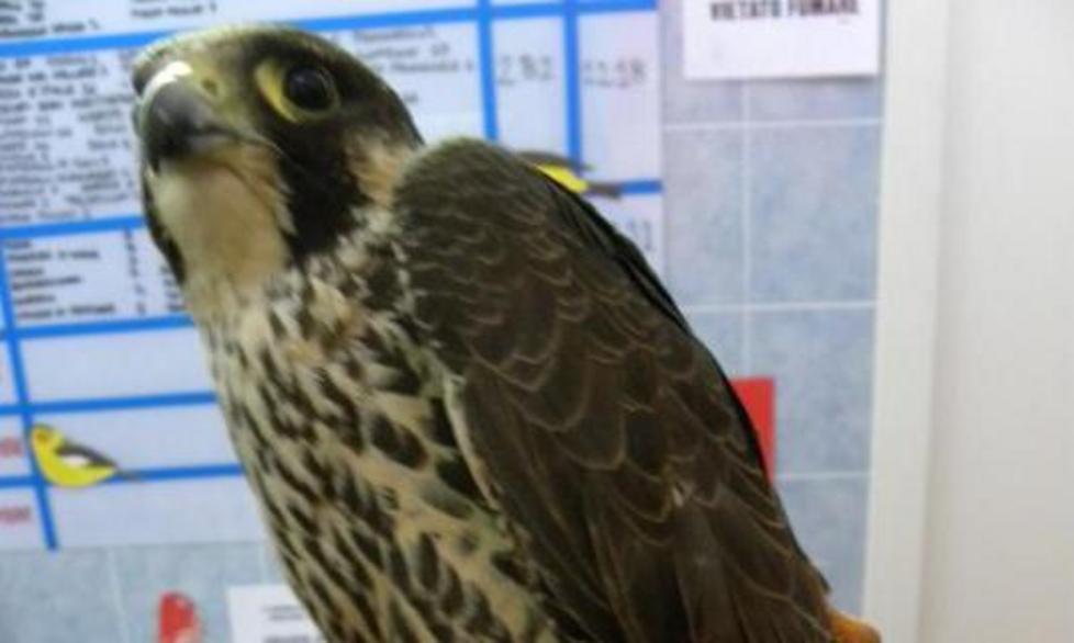 Falco pellegrino ferito da cacciatori