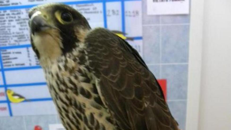Falco pellegrino ferito da cacciatori