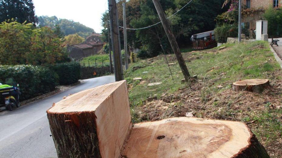 Del Dotto: i cipressi torneranno
