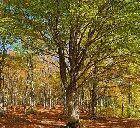 Trekking ed escursioni nei boschi 