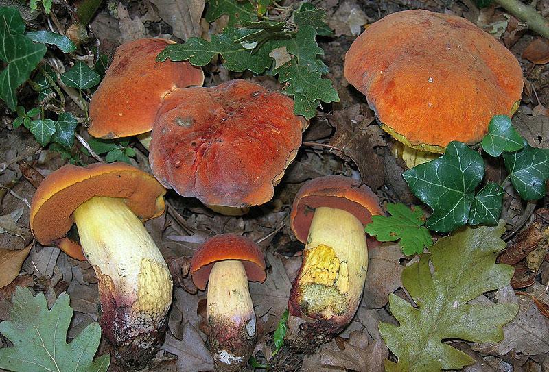 Alcuni esemplari di Boletus queletii, funghi velenosi