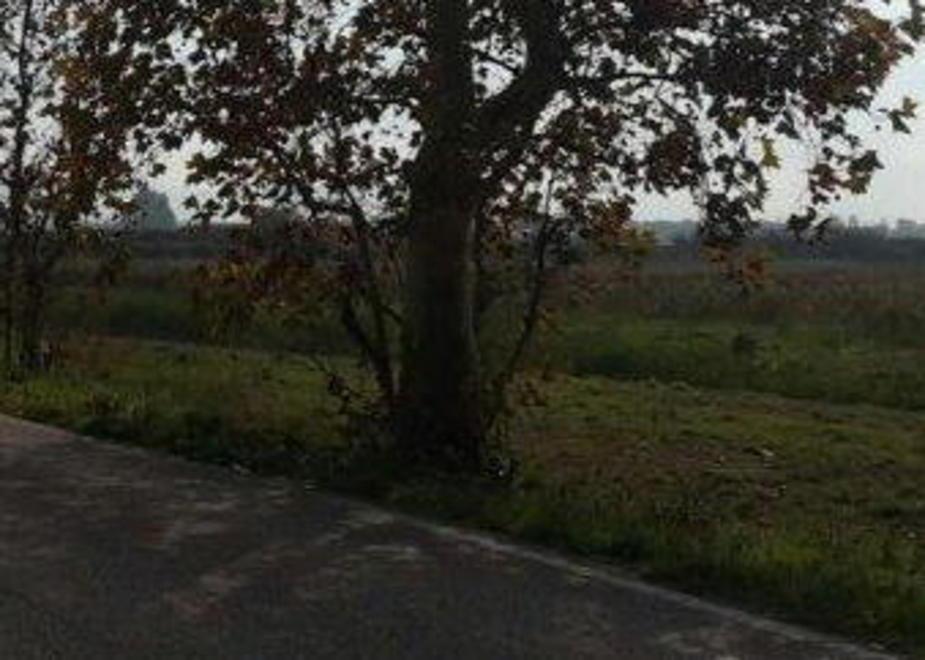 Schianto mortale contro un albero 