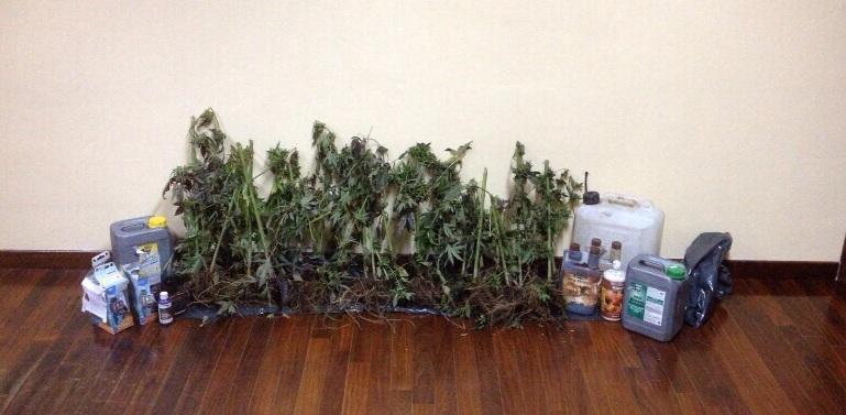 Le piante di marijuana recuperate a Silanus