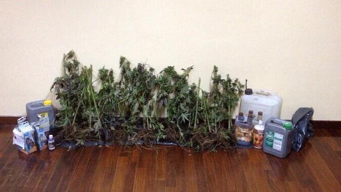 Le piante di marijuana recuperate a Silanus