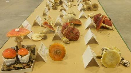 Mostra micologica, un successo