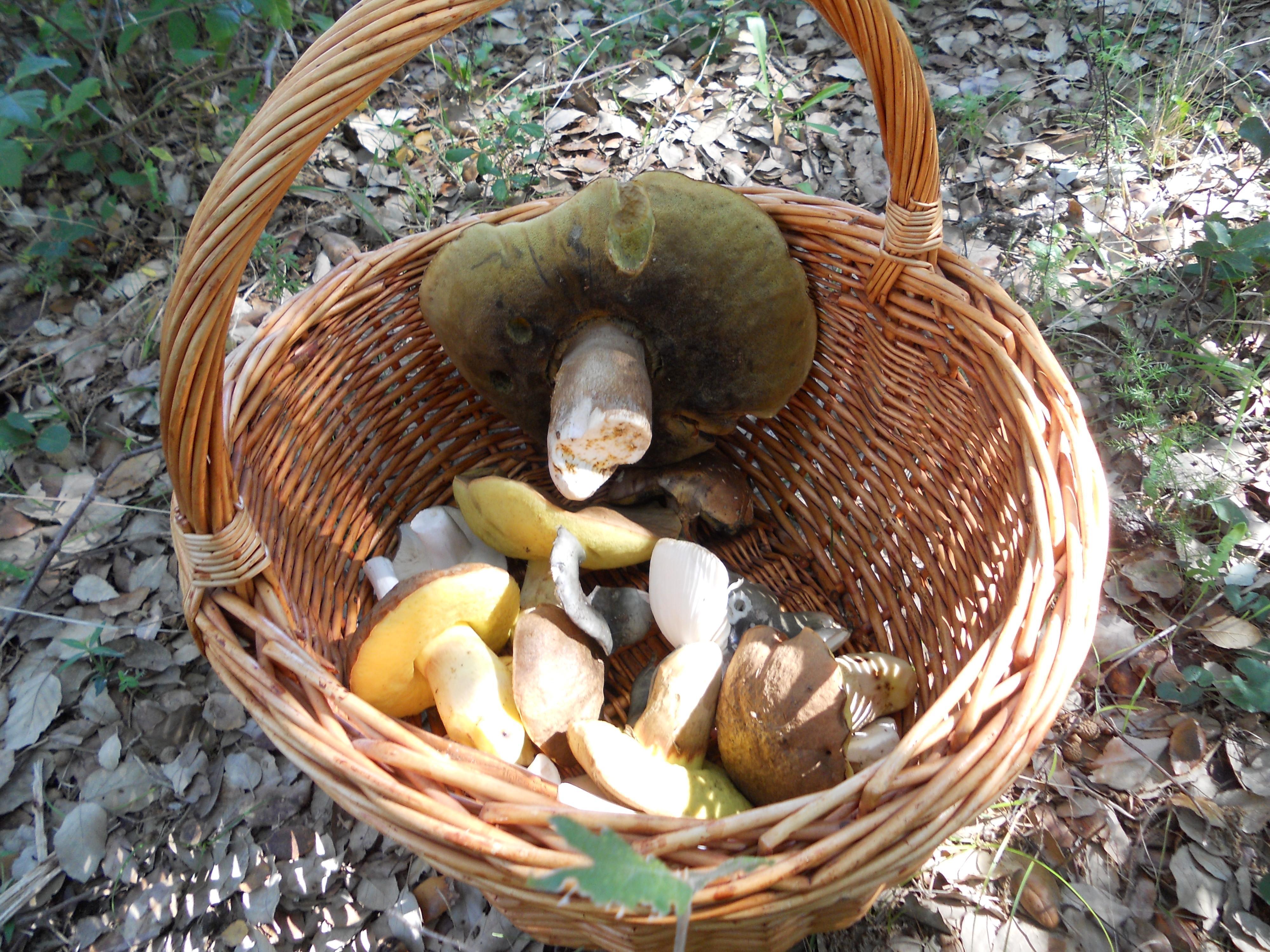 Un cesto di funghi in un'immagine d'archivio