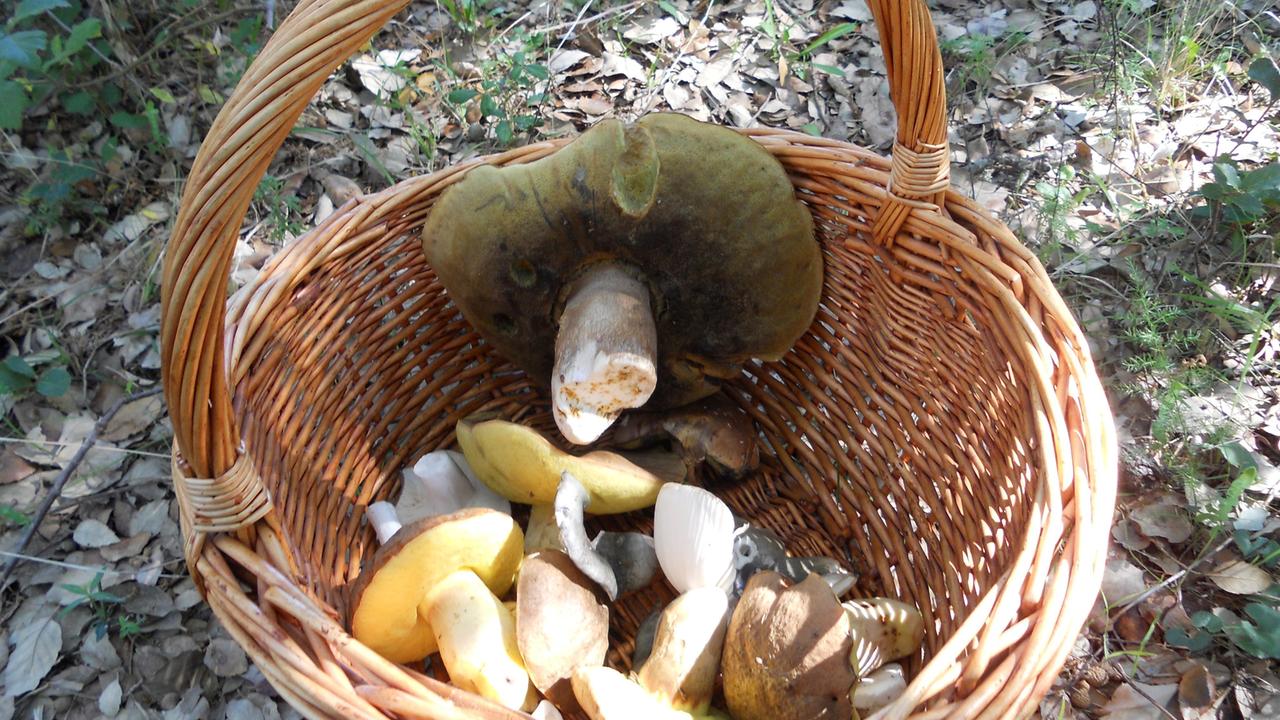 Un cesto di funghi in un'immagine d'archivio