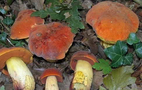 Famiglia intossicata dai funghi velenosi: in otto all’ospedale 