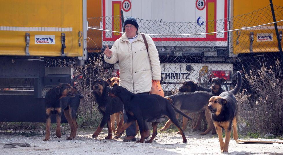Il branco di cani che ha ucciso Vito Guastella