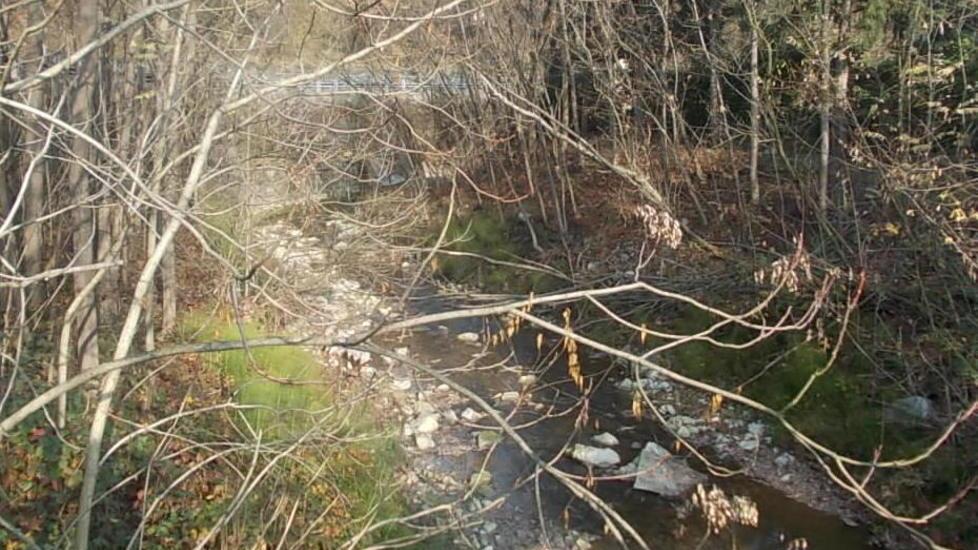 Vegetazione folta sulle rive del torrente Crostolo