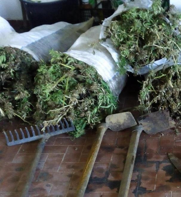 Le piante di cannabis sequestrate nelle campagne di Tortolì
