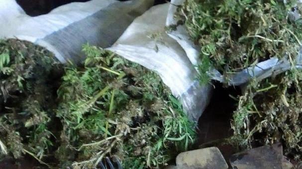 Le piante di cannabis sequestrate nelle campagne di Tortolì