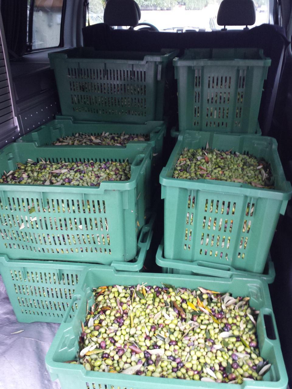 Un momento della raccolta delle olive per la  frangitura in una foto d'archivio