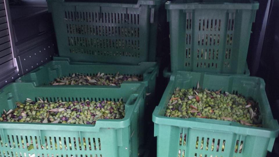 Un momento della raccolta delle olive per la frangitura in una foto d'archivio