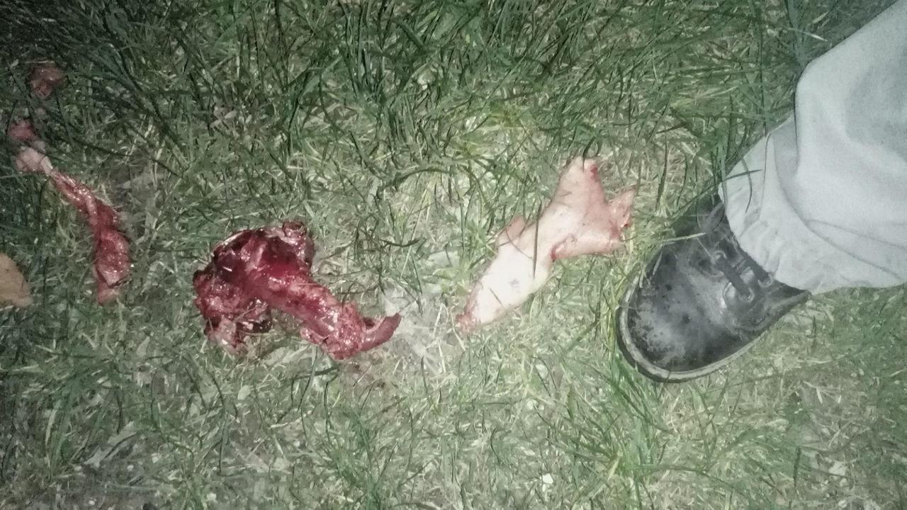 I resti dei cinghiali macellati nel Parco