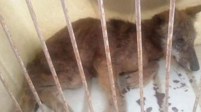 Ritrovano e salvano una lupetta malata 