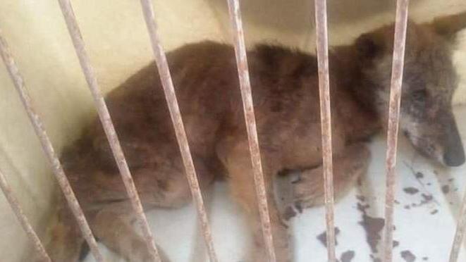Ritrovano e salvano una lupetta malata
