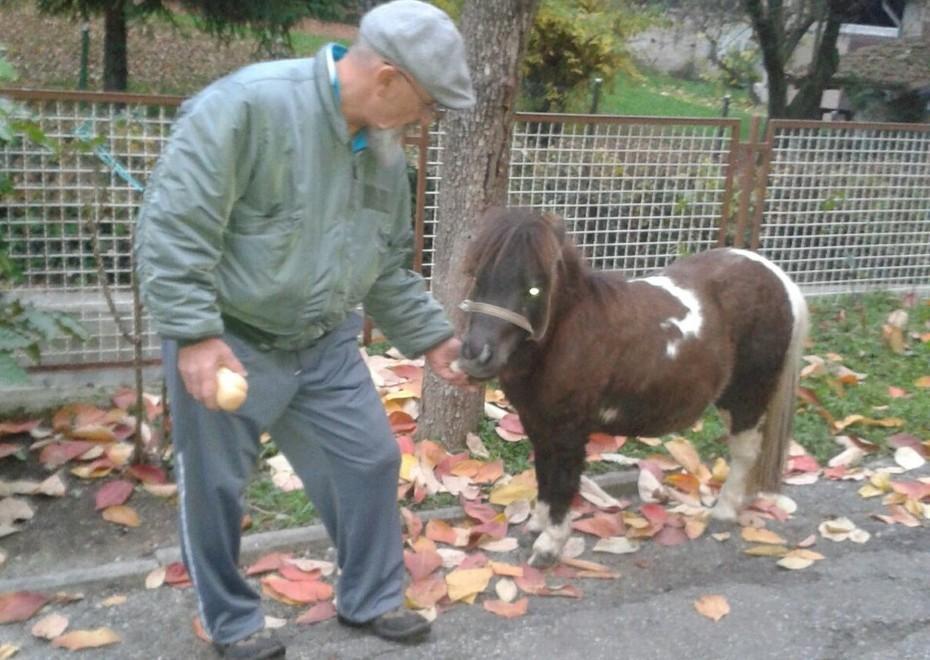 Trova un pony “al pascolo” nel giardino di casa 