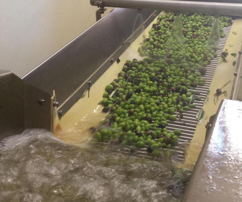 Rassegna a Suvereto dove il protagonista è l’olio extravergine 