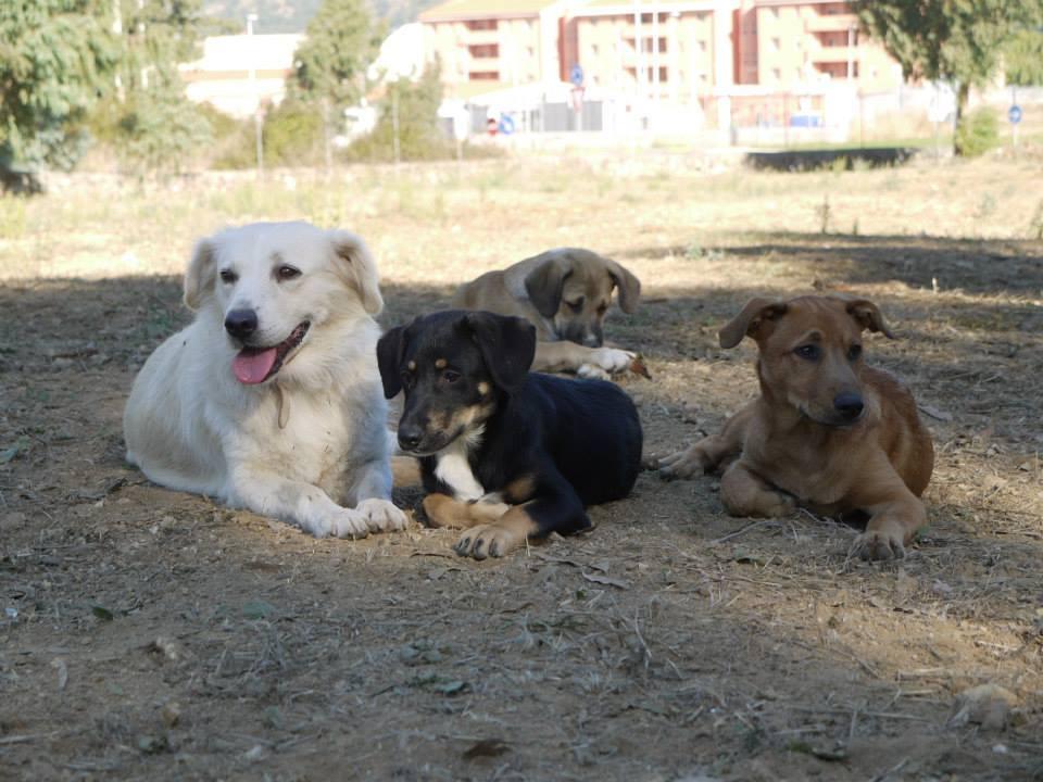 Laerru, avvelenava i cani: il giudice lo condanna a un anno