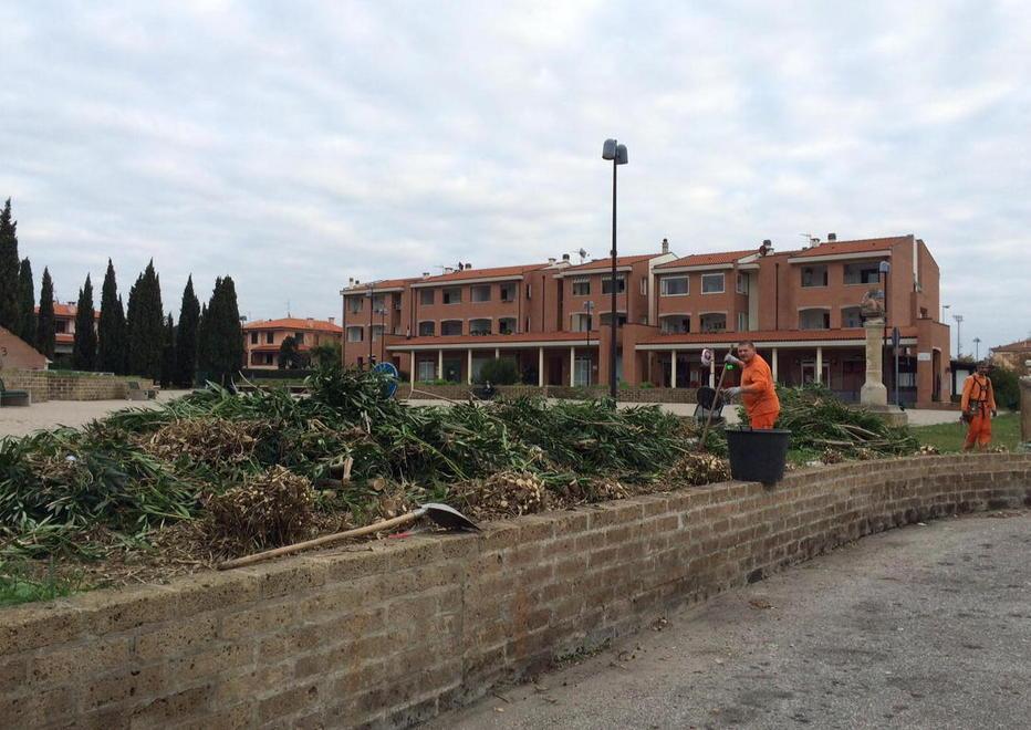 I lavori di potatura delle siepi in piazza Iori (foto Michele Falorni/Silvi)